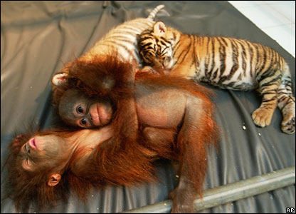 Tiger and orang-utans