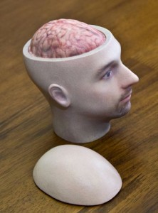 Braincase